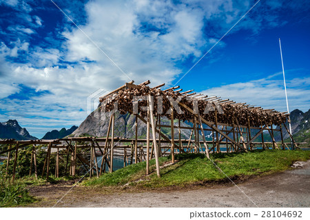 Fish heads drying on racks 28104692