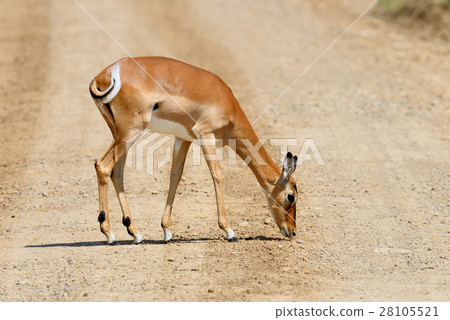 Impala on savanna in Africa Impala on savanna in Africa 28105521