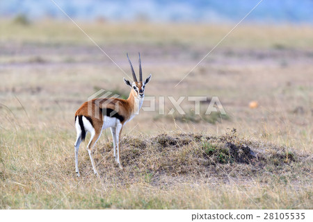 Thomson's gazelle on savanna 28105535
