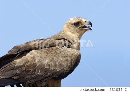 Tawny eagle (Aquila rapax) 28105542