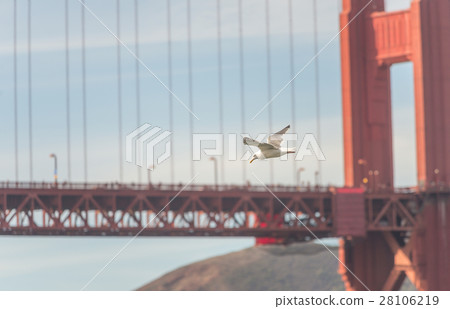 Seagull flying over the ocean 28106219