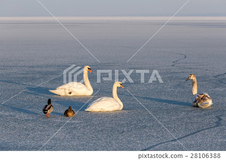 Winter sunset over the lake Balaton of Hungary 28106388