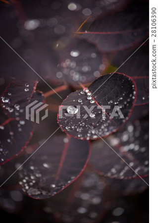 Purple leafs with water drops 28106390
