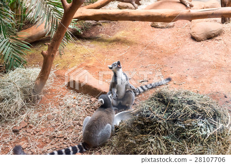 The ring tailed lemur (lemur catta) eating 28107706