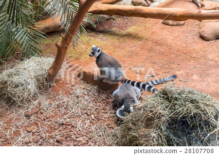 The ring tailed lemur (lemur catta) eating The ring tailed lemur (lemur catta) eating 28107708