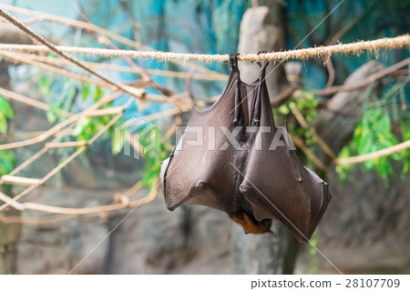 Malayan Bat (Pteropus vampyrus) hanging on a rope Malayan Bat (Pteropus vampyrus) hanging on a rope 28107709