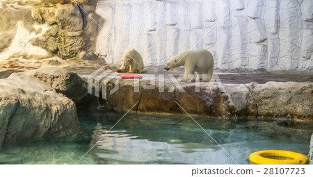 Couple of Polar Bear (known Thalarctos Maritimus) Couple of Polar Bear (known Thalarctos Maritimus) 28107723