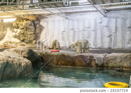 Couple of Polar Bear (known Thalarctos Maritimus) Couple of Polar Bear (known Thalarctos Maritimus) 28107724