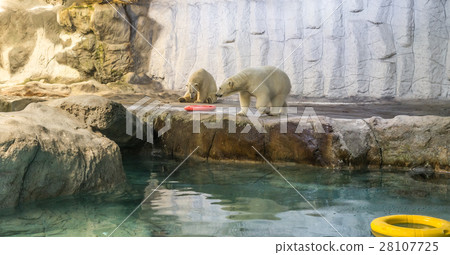 Couple of Polar Bear (known Thalarctos Maritimus) Couple of Polar Bear (known Thalarctos Maritimus) 28107725