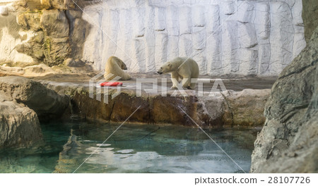 Couple of Polar Bear (known Thalarctos Maritimus) Couple of Polar Bear (known Thalarctos Maritimus) 28107726
