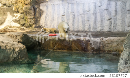 Couple of Polar Bear (known Thalarctos Maritimus) Couple of Polar Bear (known Thalarctos Maritimus) 28107727