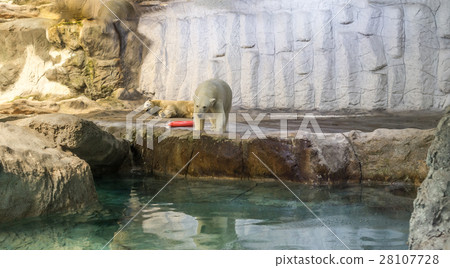 Couple of Polar Bear (known Thalarctos Maritimus) Couple of Polar Bear (known Thalarctos Maritimus) 28107728