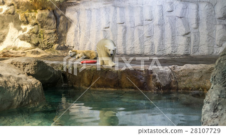 Couple of Polar Bear (known Thalarctos Maritimus) Couple of Polar Bear (known Thalarctos Maritimus) 28107729