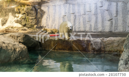Couple of Polar Bear (known Thalarctos Maritimus) Couple of Polar Bear (known Thalarctos Maritimus) 28107730