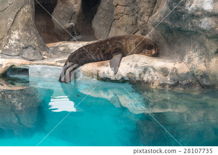 Fur Seal South American (Arctocephalus australis) Fur Seal South American (Arctocephalus australis) 28107735