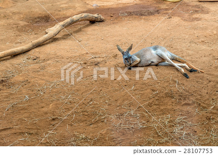 Australian kangaroos standing on ground sleeping Australian kangaroos standing on ground sleeping 28107753