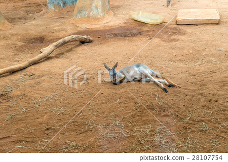 Australian kangaroos standing on ground sleeping Australian kangaroos standing on ground sleeping 28107754