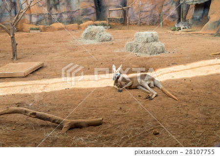 Family of australian kangaroos standing on ground Family of australian kangaroos standing on ground 28107755