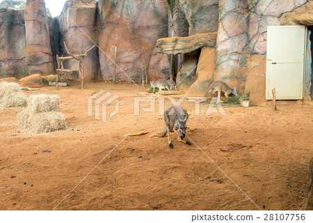 Family of australian kangaroos standing on ground Family of australian kangaroos standing on ground 28107756