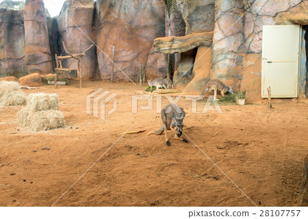 Family of australian kangaroos standing on ground 28107757