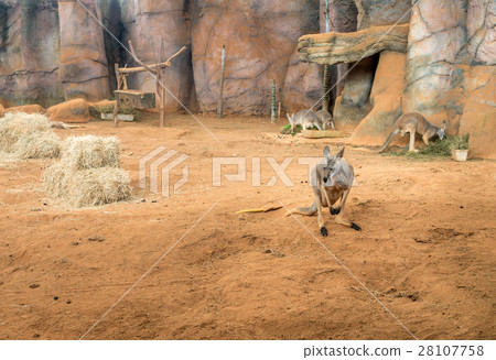 Family of australian kangaroos standing on ground Family of australian kangaroos standing on ground 28107758