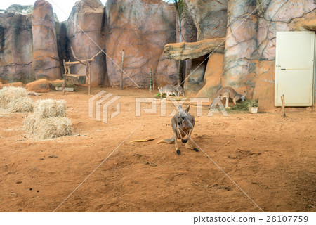 Family of australian kangaroos standing on ground Family of australian kangaroos standing on ground 28107759