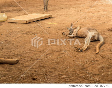 Australian kangaroos standing on ground sleeping Australian kangaroos standing on ground sleeping 28107760