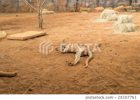 Australian kangaroos standing on ground sleeping 28107761
