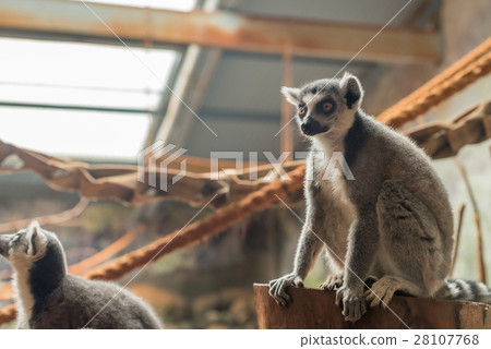 The ring tailed lemur (lemur catta) eating The ring tailed lemur (lemur catta) eating 28107768