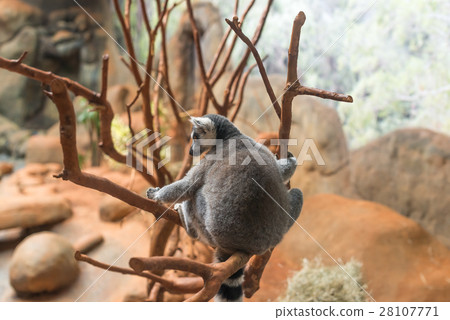 The ring tailed lemur (lemur catta) eating 28107771