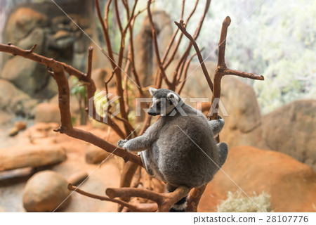 The ring tailed lemur (lemur catta) eating 28107776