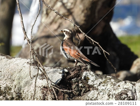 Wild bird of the Italian family "Thrush" 28109111
