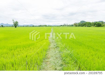 Rice in the rice fields Rice in the rice fields 28109795
