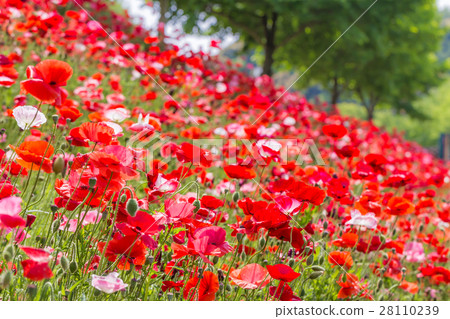 Poppy flowers Poppy flowers 28110239