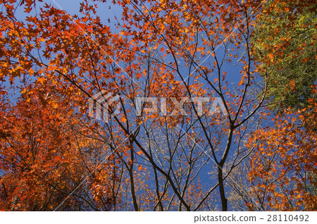 Maple red Maple red 28110492