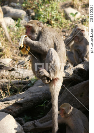 獼猴 獼猴 28110523