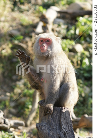 獼猴 28110532