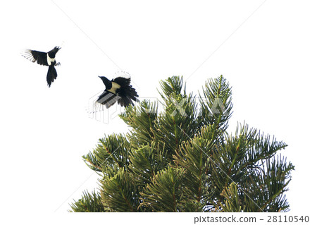 喜鵲 喜鵲 28110540