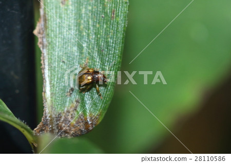 生物昆蟲Muneaka vanessar甲蟲，小名豆長名。我常常在叢林叢林中看到它 28110586