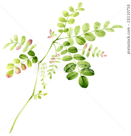 格林葉 格林葉 28110758