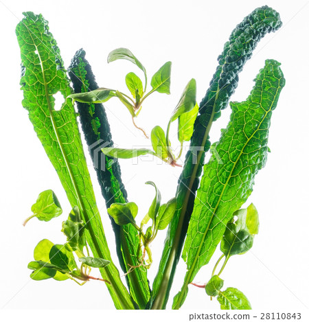 fresh kale and spinach fresh kale and spinach 28110843