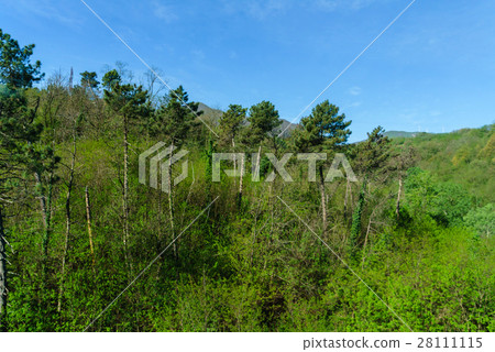 Mountain forest Mountain forest 28111115