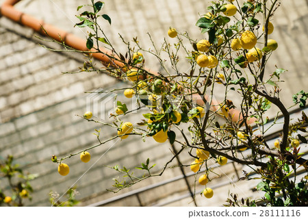 lemon tree lemon tree 28111116