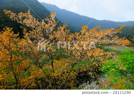 白色櫻花 28111290