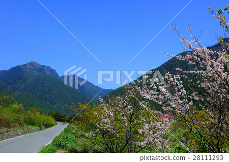 粉白色櫻花 28111293