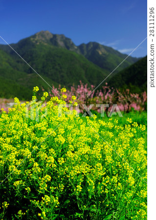 油菜花 28111296