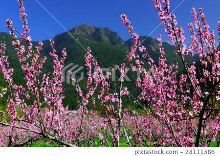 Peach flower forest 28111386
