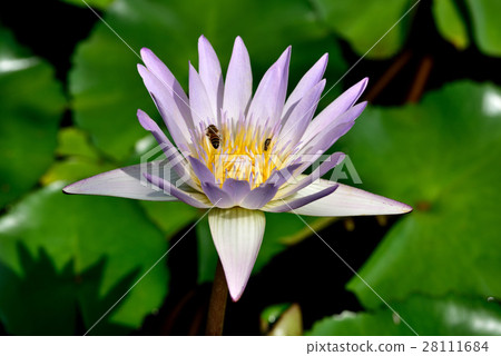 Water lily 28111684