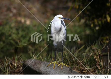 小白鷺 28111971