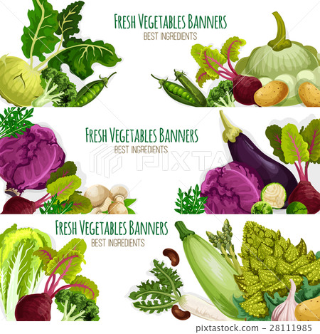 Fresh vegetables vector banners set Fresh vegetables vector banners set 28111985